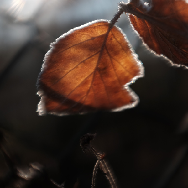 739 :: Frost